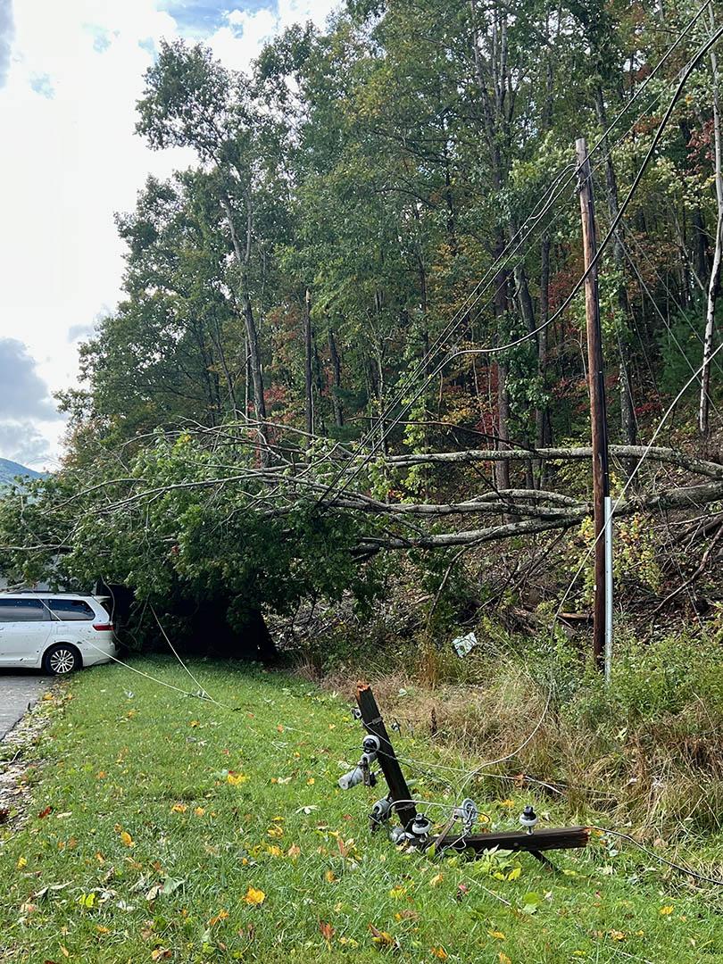 A fallen tree and damaged automobile